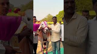 Ghot gavcha chota Sarja #bailgadasharyat #maharashtrasarjya #maharashtra  #cow #bakasur #gadamalak