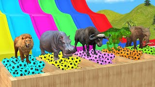 Choose The Right Slide Game With Elephant Gorilla Lion Hippo Buffalo T-rex - Animal Game Animation