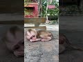 Cute Newborn Monkey A Tong it is wait for Mom