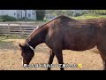 ウマブドウ茶の試飲🍵　 引退競走馬のアイ 🏇　 ポニーのサクラ 🐴　 なごみ牧場