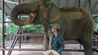 Traditional Knowledge and elephant medicine in Laos