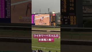 【現地動画】ライネリーベ 3歳未勝利【本馬場入場】 #中山競馬場