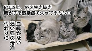 🐈🐿８年以上外を生き抜いてきた元野良猫【未公開映像多数】