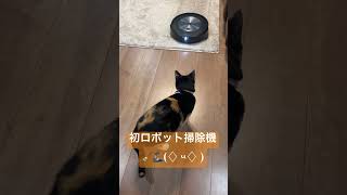 初めてロボット掃除機に出会った猫さん#shorts #猫 #cat #猫動画