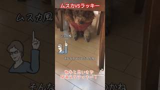 バルスは言いません！間違って隠れる犬ラッキー！ #dog #トイプードル #可愛い #犬 #funny #cute