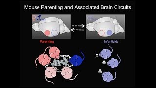 Early Life Stress on Brain and Behavior; The Parental Brain; The Amazing Teen Brain