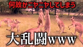 カンガルーの大乱闘が面白過ぎる/A big fight between kangaroos【長崎バイオパーク/bio park Nagasaki】