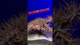 オニヒトデ／東海大学海洋科学博物館［YouTube水族館］