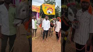 Patnam race won 🏆 14/01/2025#popular #shortvideo #whatsappstatus #viralvideo #bull #pleasesubscribe