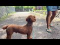 my dog waiting for his family like hachiko