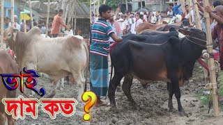 Cow Market/মাগুরার বিখ্যাত পশুর হাট/Big Big Indian and Desi cow/Village Cow market and price-2020