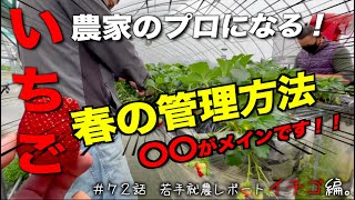 【いちごを育む】農家減の中、いちご、春の管理方法公開！！｜先祖いちご農家が解説。｜農家の1日。