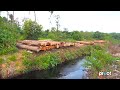 Captain's Vlog: Help Stop Illegal Deforestation That Displaces Orangutans ('The Operatives')