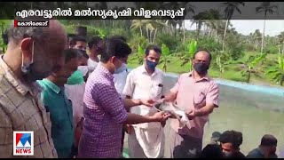 എരവെട്ടൂരില്‍ മത്സ്യകൃഷി വിളവെടുപ്പ് | Kozhikode |Subhiksha Keralalm |Fish farming