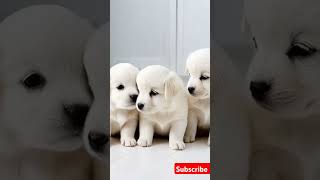 Cute puppy adorable moment😍 #puppy #puppyentertainment #cute #pets #dog #puppydog #shorts #youtube