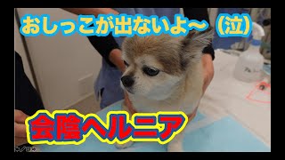 会陰ヘルニア②  排尿障害編