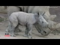 watch 3 day old rare white rhino calf learn how to walk