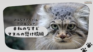 みんなでアルバム 思い出シェア #私のなすどマヌルの懸け橋編 / Pallas's cats - Memory Albums