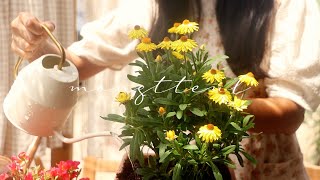 SUB) 여름에도 예쁘게 피는꽃 4가지🌼 키우기 쉬운꽃 추천 (포체리카, 로단세,일일초,부처꽃)