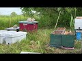 setting up nucs to make lots of honey