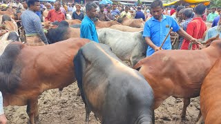 আজ ১৪ জুন ২৩ | প্রচুর চাহিদা সম্পন্ন ৬০ থেকে ৮০ হাজারের কুরবানী ষাঁড় গরু | ঠাকুরগাঁও