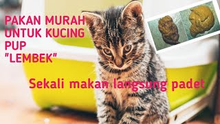 CARAKU MENGOBATI KUCING YANG PUPNYA LEMBEK