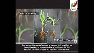 KynoPop from Kynoch Fertilizer