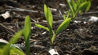 Key Growth Stages In Corn #995 (Air Date 4-30-17)