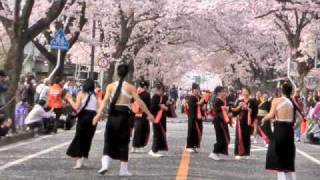 よさこい　東山道三蔵　０９さくらYOSAKOIにて