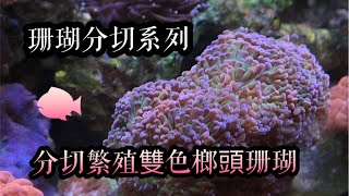 珊瑚分切系列，分切繁殖雙色榔頭珊瑚，復原超快！ how to cut coral_Anchor Coral｜紅茶的海水魚世界