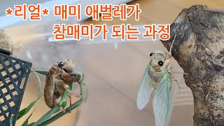 매미애벌레 매미유충 우화 과정, 매미의 한살이, cicada