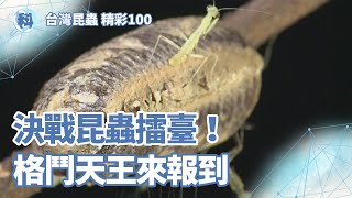 決戰昆蟲擂臺！格鬥天王來報到【昆蟲世界】＿ EP04