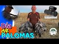 🔷 Wood Pigeons in Madrid 2024 | 📽️​ | Mid-season for pigeons on the move ​🕊️​