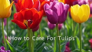 How to Grow the Beautiful Tulips for Maximum Blooms