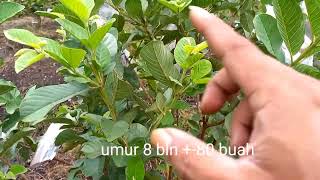 PRODUKTIVITAS BUAH JAMBU KRISTAL UMUR 8, 16 BULAN DAN 1 TAHUN.