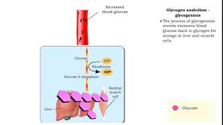 Glucose anabolism reactions: Glycogenolysis and Gluconeogenesis