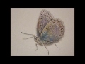 timelapes butterfly drawing