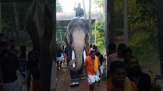 രാമരാജാവിൻ്റെ Re-Entry🥵 /#aanapremi #aana #aanakkaryam #aanakambam #aanapremikal #elephant #raman