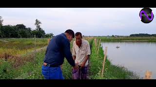 ঘেরের আইলে সেড বিহীন সামার টমেটো চাষ। উপকূলীয় লবনাক্ত এলাকায় নতুন সম্ভাবনা।