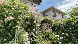 【無農薬の薔薇】雨上がりのキラキラ補正✨開花至極🌹✨| 薔薇の葉の異変！？ | 新苗の摘蕾 | 一番花の切り戻しタイミング | David Austin Roses In My GARDEN 🌹