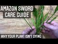 Amazon Sword Care Guide - Beginners Guide On How To Grow Aquarium Plants (echinodorus bleheri)