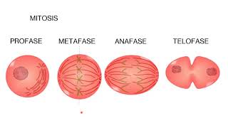 Clase N.1 Carcinogénesis