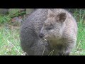 在りし日のダイくん　世界一幸せな動物　クオッカを見ました〜❣️　埼玉県こども動物自然公園 2021年4月29日　 00148