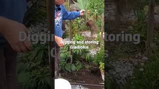 Digging and storing Gladiolus