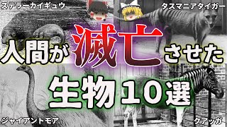 【絶滅】人間が滅亡させた生物たち【ゆっくり解説】