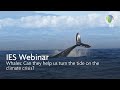 Webinar - Whales: Can they help us turn the tide on the climate crisis?