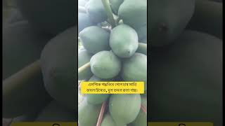 এসপিকে পদ্ধতিতে পেপে চাষ সাথি ফসল হিসেবে , মূল ফসল কলা গাছ।