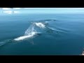 Dalls Porpoises - Prince William Sound