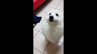 Yuki把耳朵藏後面好可愛R🤣#狐狸犬#Vlog#抖音萌寵#寵物熱搜#Yuki#Tiktok萌寵#dog#Foxterrier