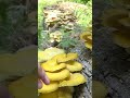 เก็บเห็ดนางรมสีทอง golden oyster mushrooms shorts